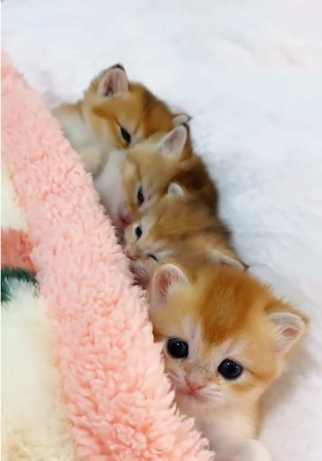 Cutest baby kittens #kitty #kitten #kittensoftiktok #babycat #cutebaby #cute #catlover #catsoftiktok #babyanimals #fyp #cutenessoverload 