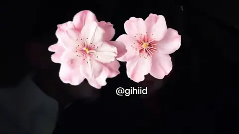 💔#foryoupage #explore #مالي_خلق_احط_هاشتاقات🧢 #fyppppppppppppppppppppppp 