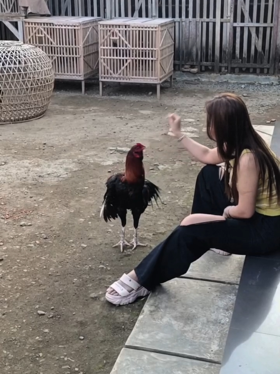 Gagah🐓😁 @Vivi fiandika  #ayamjago #ayambangkoksuper #fypシ゚viral #botohayam #patijawatengah #vivifiandika #CapCut 