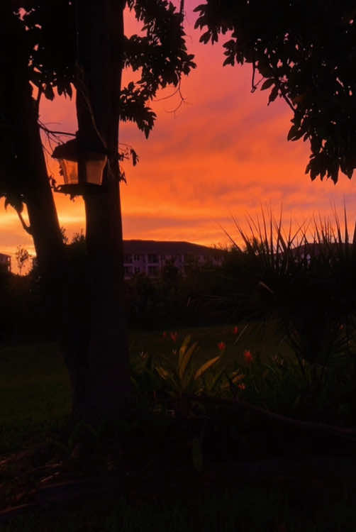 a warm glow shining through my window lured me outside #fyp #aesthetic #edit #art #nature #sunset 