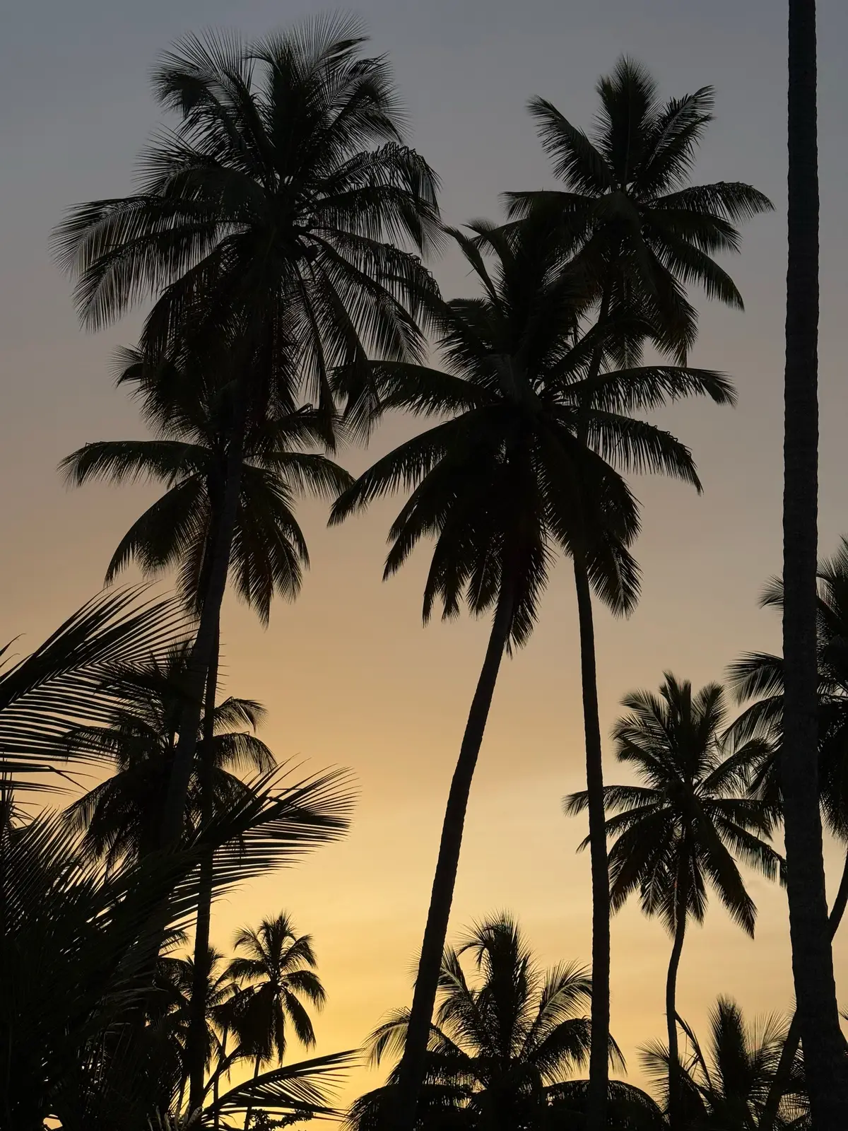 day to night in the dominican ✨  ig saw it first hehe: shaniablackwell #photodumps #digitalcam #vacaydump #islandgirl #vacationvibes #photodumpppp🤍 #summervacay #summeraesthetics #pinterestsummer 