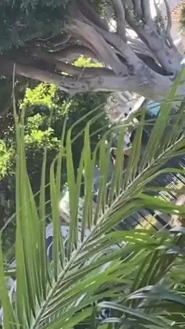 We’re definitely them nosey neighbors 🤣 #fyp #viral #jet2holidays #neighbors #fypシ゚viral 
