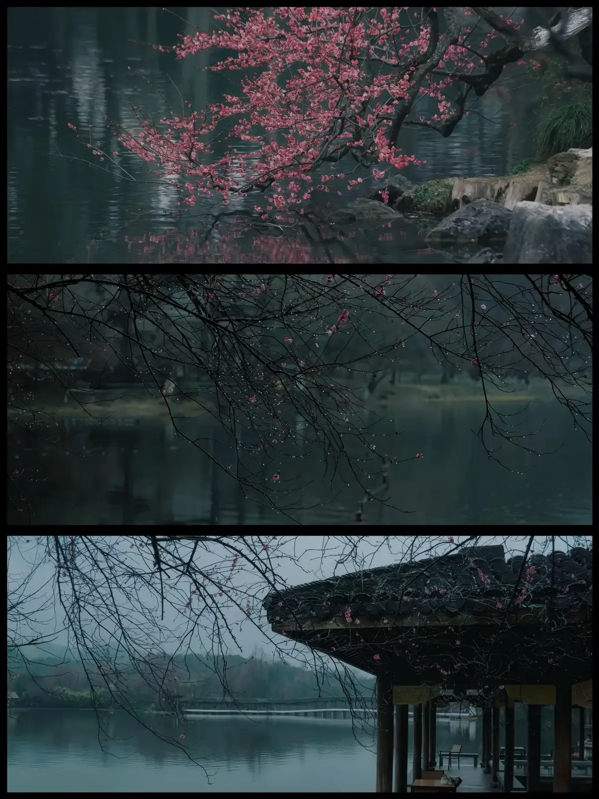 Khi người đến xuân ngập sân nhỏ, người rời đi thu nhuộm lòng ta. Ta giấu nhớ thương vào nét mực, viết thành một cuốn chẳng thốt ra. #reverse0506 #hoa 