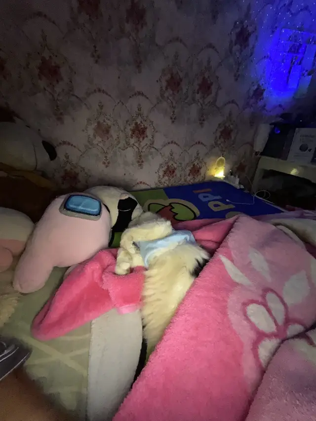 #fypシ゚viral #kucing 