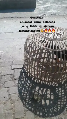 # 🐓🐓🐓Salam satu Hobiy ,Hobiy kita maen ayam liyane gak wes,Hobiy 🐓🐓🐓ayam iki ae wes!!! 😅😂😂