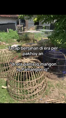 Tetap stay di era “peremuk badan”🥁🥁🥁#pakhoy #thailandstyle #superlock #khoytradngon #maneedaen #blackbull 