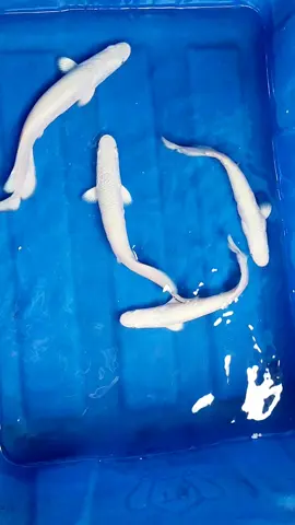 hải tượng platinum 😀#cahaituonglong #xh #xuhuong #cahaituong #cacanh 