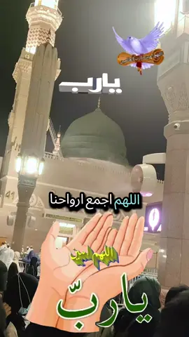 اللهم اجمع ارواحنا بروح الحبيب محمد واجمعنا على حوض الحبيب محمد اللهم اجمعنا في روض الحبيب محمد اكثروا من الدعاء فالدعاء يغير الأقدار 🕊️🤍 #دعاء #دعاء_يريح_القلوب #الدعاء_يغير_القدر #اسلاميات #مشاهدات #لايك #حالات #اللهم_امين #يارب #fppppppppppppppppppp #ادعية_اسلامية_تريح_القلب #hanan🤲 #foryou #fypシ゚ # #Madinah #alharam #المسجد_النبوي #يارب❤️ #فولو🙏🏻لايك❤️اكسبلور🙏🏻🌹💫 #