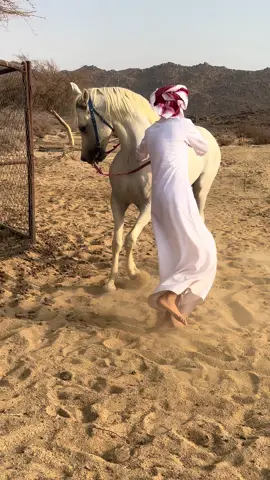 ‏حرارة ‏الخيل العربي الأصيل ‏اكسبلور #creatorsearchinsights2025 