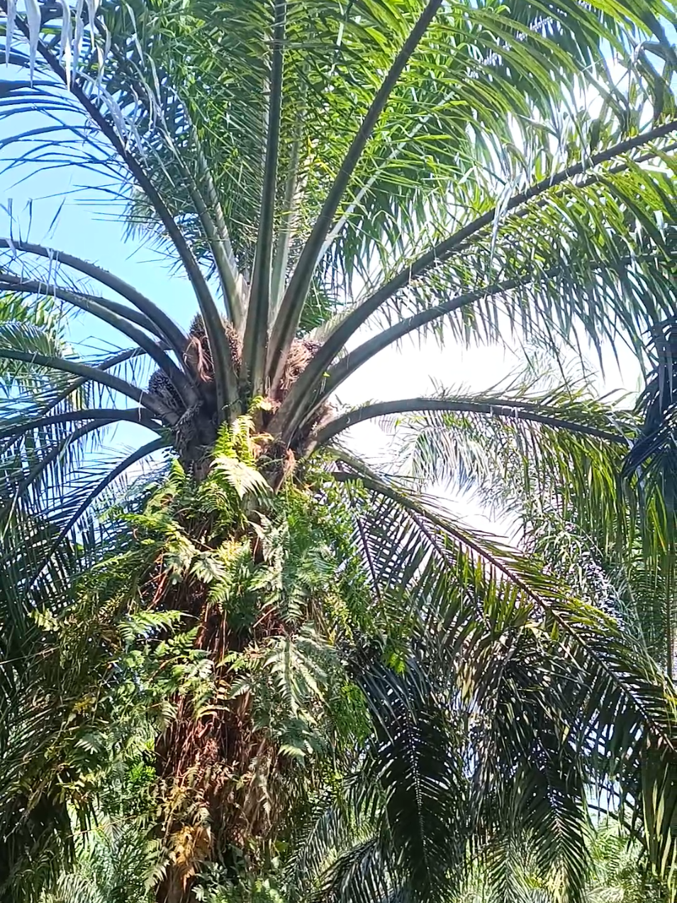 biar kelihatan anak perkebunan yang doyan ke sawitan #soundviral #sukajajan #petanisawit #manensawit #musicviral #foryou #favorit #bosmuda #4u