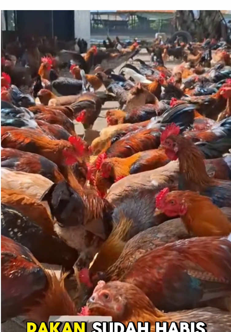 Panen Ayam Kampung Cepat & Jumbo? Ini Dia Rahasia Peternak Sultan! 🔥 Berapa lama lagi Anda nunggu ayam kampung gede?  #ayamkampung #pakanayamkampung #ternakayamkampung #panenayamkampung #peternakmuda 