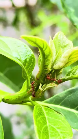 Oecophylla Smaragdina/Weaver Ant/Semut Rangrang/Semut Kerengga #oecophyllasmaragdina #weaverant #semutrangrang #semutkerengga #fypシ゚ 