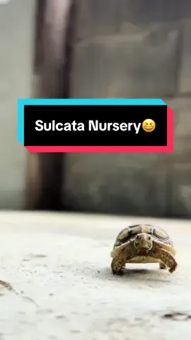 ทำเหมือนที่ซ้อมกันมาเลยนะเด็กๆ เอ้าลุย!!!  ##เต่าซูลคาต้า##sulcatatortoise##เต่าซูคาต้าลําพูน#ป่าซางซูคาต้าลำพูน#ป่าซางซูคาต้าลําพูนun