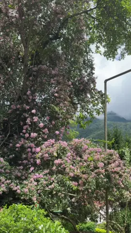 #fyp Godawari botanical garden Nature