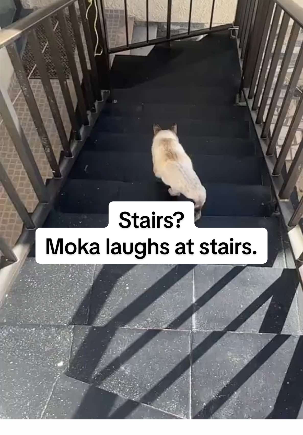 You’re not ready for how fast he is.  #catsoftiktok   #twolegcat  #amputee #fyp  #amputeecat 