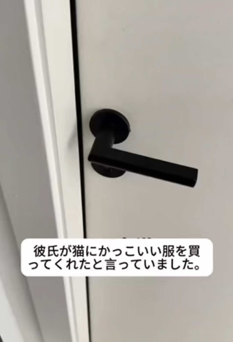 彼氏は猫にかっこいい服を買ったと言った！#cat #fyp #fyppppppppppppppppppppppp 