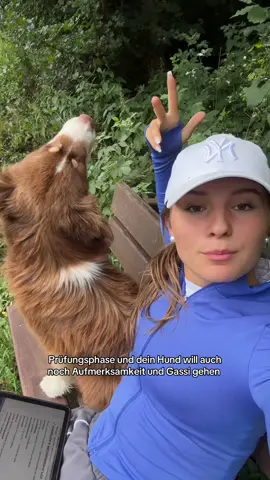 Gute Lernunterstützung #lernen #hund #prüfungsphase 