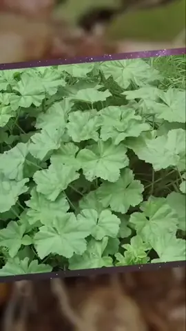 Mallow: The Original Marshmallow Plant & Healing Power We explore the amazing mallow plant, the original source of marshmallows. Discover its edible parts, healing mucilage, and tasty seeds, a free and effective natural remedy. Explore our findings. #MallowPlant #MarshmallowHistory #HerbalRemedies #NaturalMedicine #EdiblePlants #PlantBased #HealthyEating #Foraging #SustainableLiving #Wellness