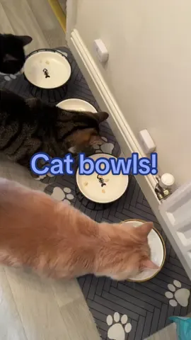 Game changer!  #catbowl #catessentials #cattok #whiskerfatigue #tiktokmademebuyit 