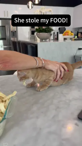 The owner's food tastes better than cat food cans!🤣#cat #catsoftiktok #catlover #funny #funnyvideos #foryou #fypage #fypツ #funnycat #funnytiktok #cats 