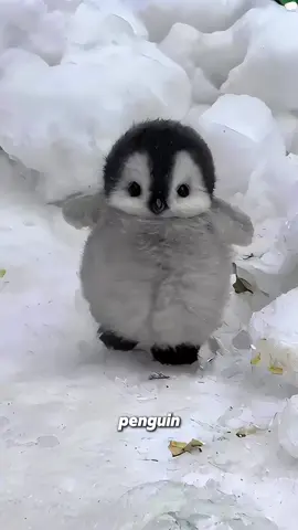 Cute penguins 🐧🥰💕💕#foryou #tiktok #fyp #viral #shorts #cute #penguin 
