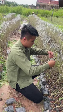 Chính thức em mở bán lại cây giống bồ kết ghép loại nhỏ #caygiongboketghep #caytrongkinhtecao #lamvuonchannel98 