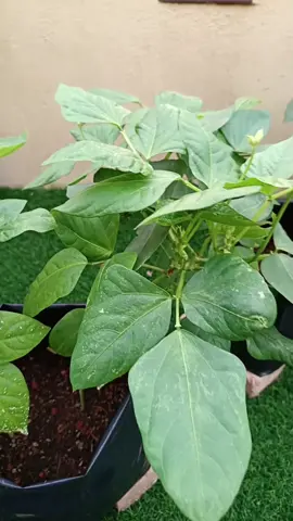 Pakai klip sokongan pokok mcmni lebih mudah #klipsikonganpokok #penyokongpokok #klippokok #ikatpokok 