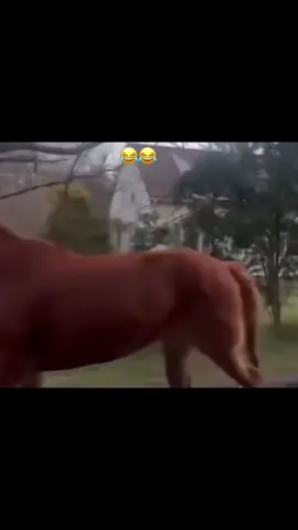 #horseingaround 
