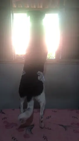 🐶