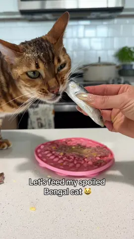 Would a cat eat a kangaroo in the wild: yes or no and why? 🤔 #catsoftiktok #asmr #catnutrition #rawdiet #rawfedcat #mukbang #bengal 