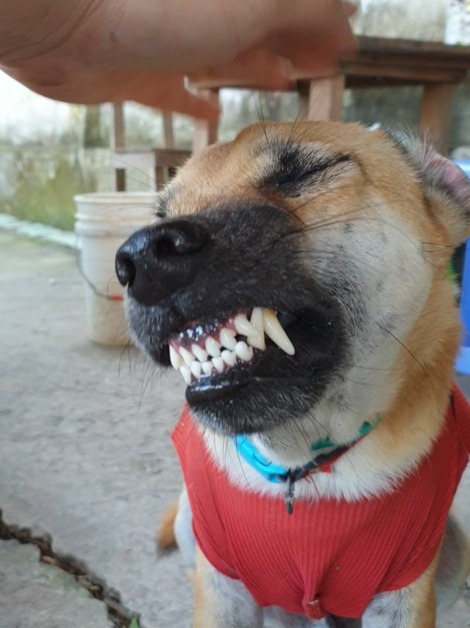Mr Gấu Phần 657: Cảm thấy rất bực trong chó 🤣🤣🤣#dog #xuhuong #petcung #trending 