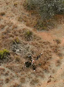 Part 30#fyp #wildlife #animalsworld #foryoupage 