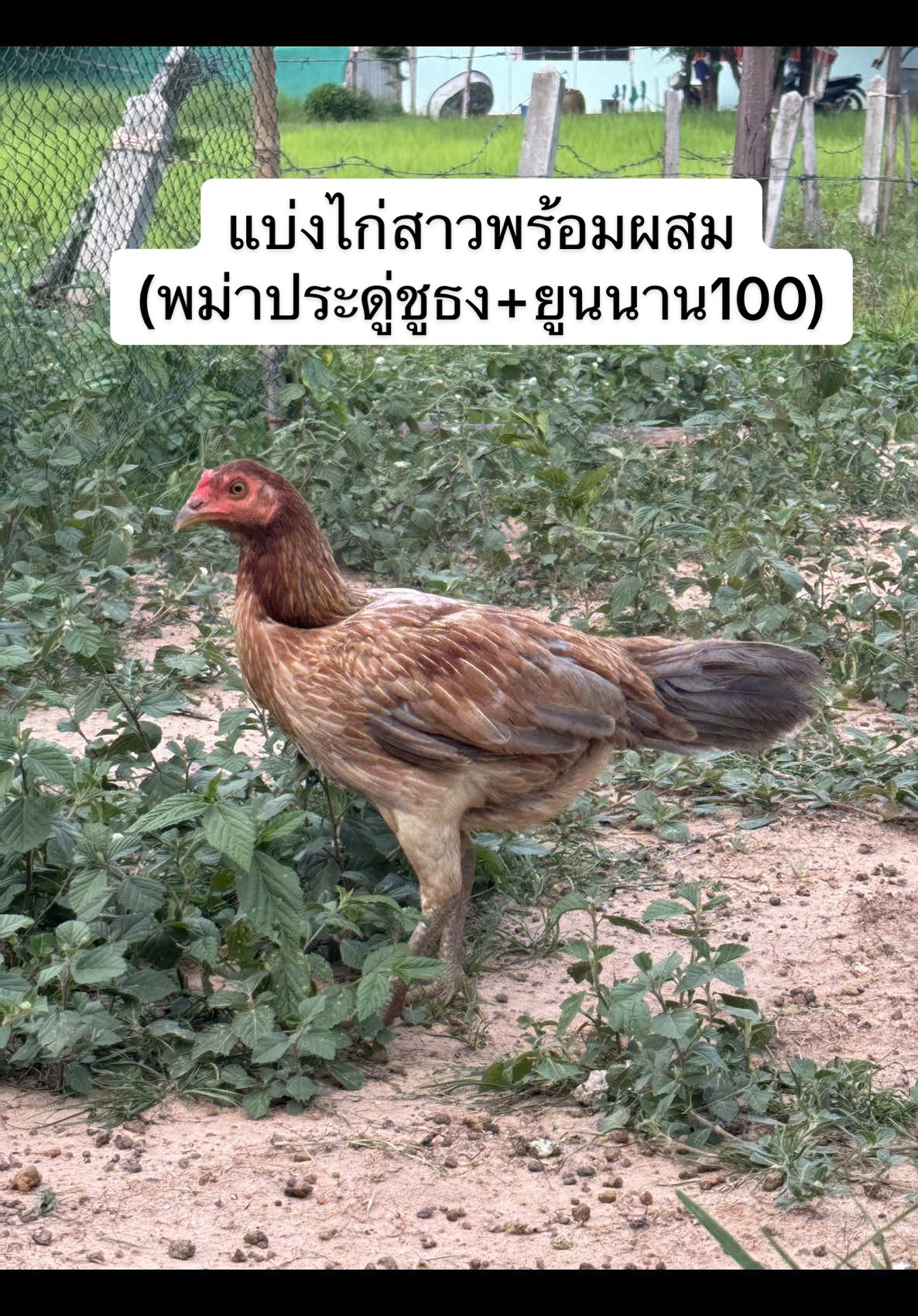 ของดีราคาถูกไม่จำเป็นต้องแพงเสมอไป💯🔥#ไก่ชนยูนนาน #พม่าแข้งคม #อุบลราชธานี 