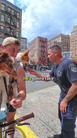 Gojo and Kaido meet the @FDNY #dogs #🐶 #puppy #aww 