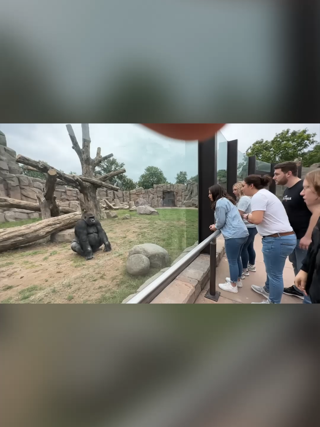 Gorilla breaks the glass at the zoo #funny #humor #comedia #fyp #foryou #ai #veo3