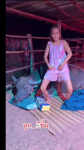 ลูก_ีขึ้น#เทรนด์วันนี้ #aiดีนขึ้นฟีดหน่อย #ซ้อมุขเงิน #dcrfarmควายงามบ้านโคกสูงตําบลยาง 