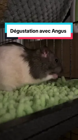 Petit moment dégustation de croquettes. 🥰 #nocturat #ratslover #ratsoftiktok #cuterats #asmrsounds 