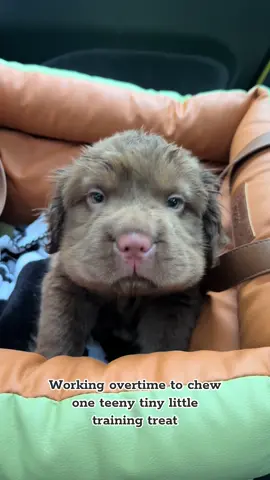 I can’t hang out tonight…I ate one teeny training treat and am exhausted 😔 #puppy #puppytraining #dogtreats #cockerspanielmix #cockerspanielpuppy 