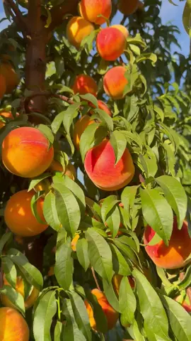 Revisando las huertas de durazno para pizcar #cosecha2025 #puracalidad 