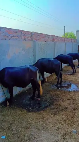 #♥️🐂🐂♥️ 