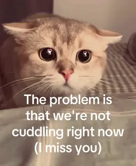 Tag them 🥺 #cat #relatable #ilysm #lovecore #Relationship