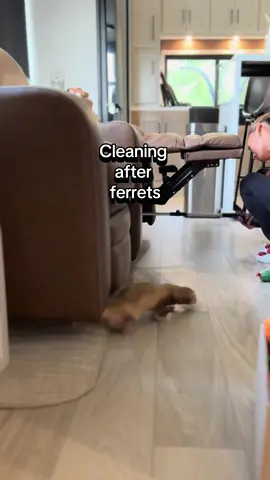 Anyone else constantly having to clear out their ferret’s stash spot? 😅😂 here’s how it usually goes everytime it’s time for me to clean it out! #ferret #ferretsoftiktok #ferrettok #ferretvideos #creatorsearchinsights 