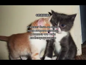 шел 153 день…я случайно #щп #Саша #Любовь #взгляд #рек #залетит #cat 