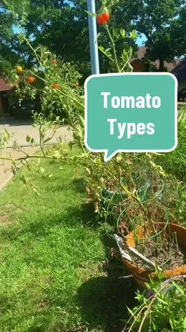 Indeterminate vs determinate tomatoes. Here’s a quick explanation for you. My cherry tomato varieties are usually indeterminate. Larger varieties are many times determinate. #gardening101 #gardeningtips #gardening #tomatoes #tomato #gardeningtipsandtricks 