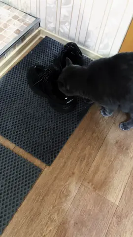 это она меня встретила #бака #кита #киса #мяу