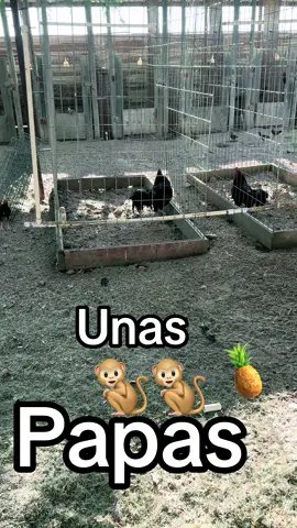 #gllos #gallo #gallo #gallosfinos #gllos #gallosfinos #gallo #gallo 