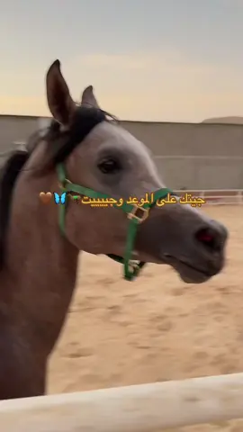جيتك يا اوفى العلاقات🧡🧡! #ماشاءالله #الكابتن_رزان #الخيل #جيتك #horselover #اكسبلورexplore 