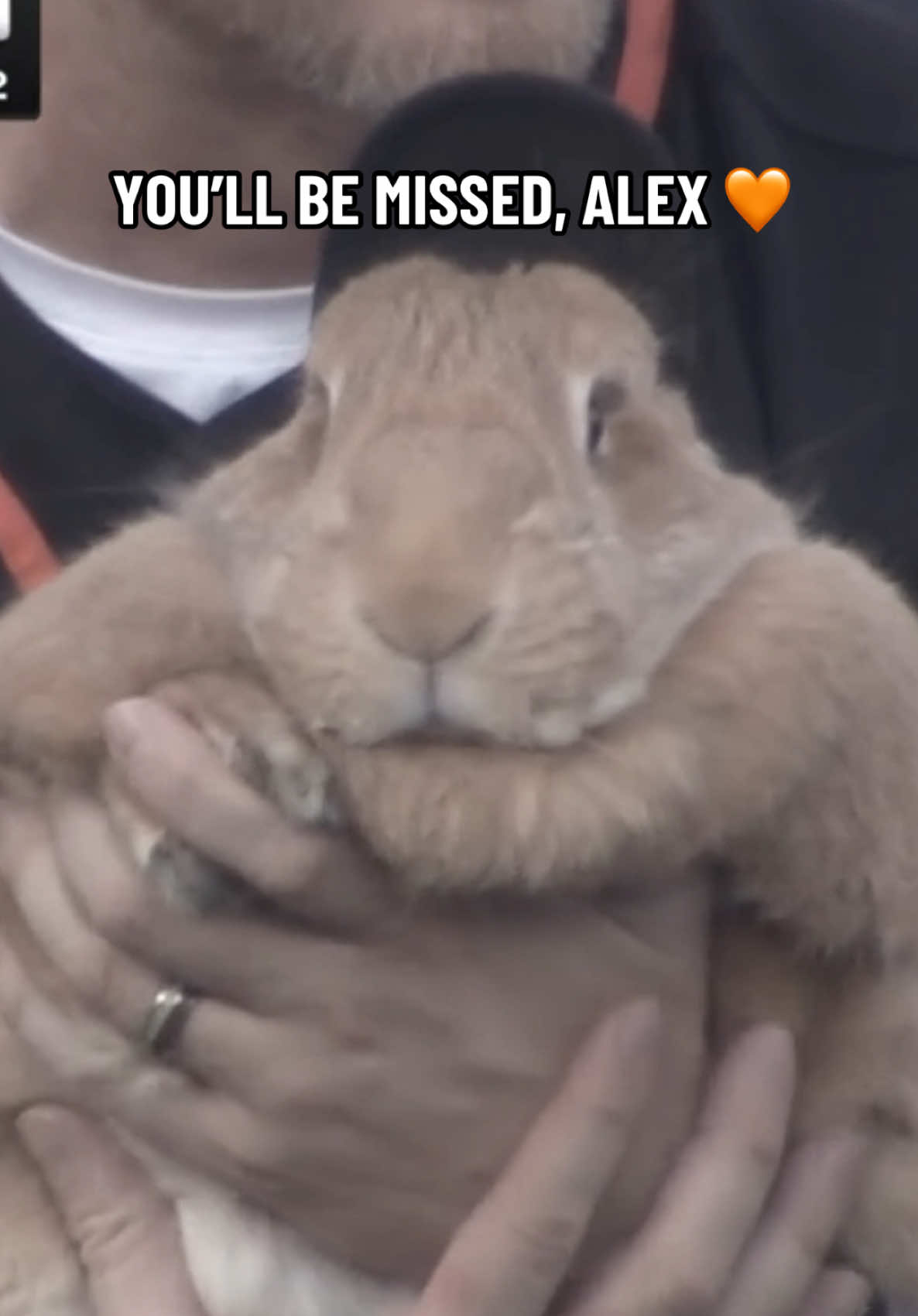 The Bay Area lost a good one in Alex the Therapy Rabbit 💔 #MLB #Bunny #SanFrancisco 