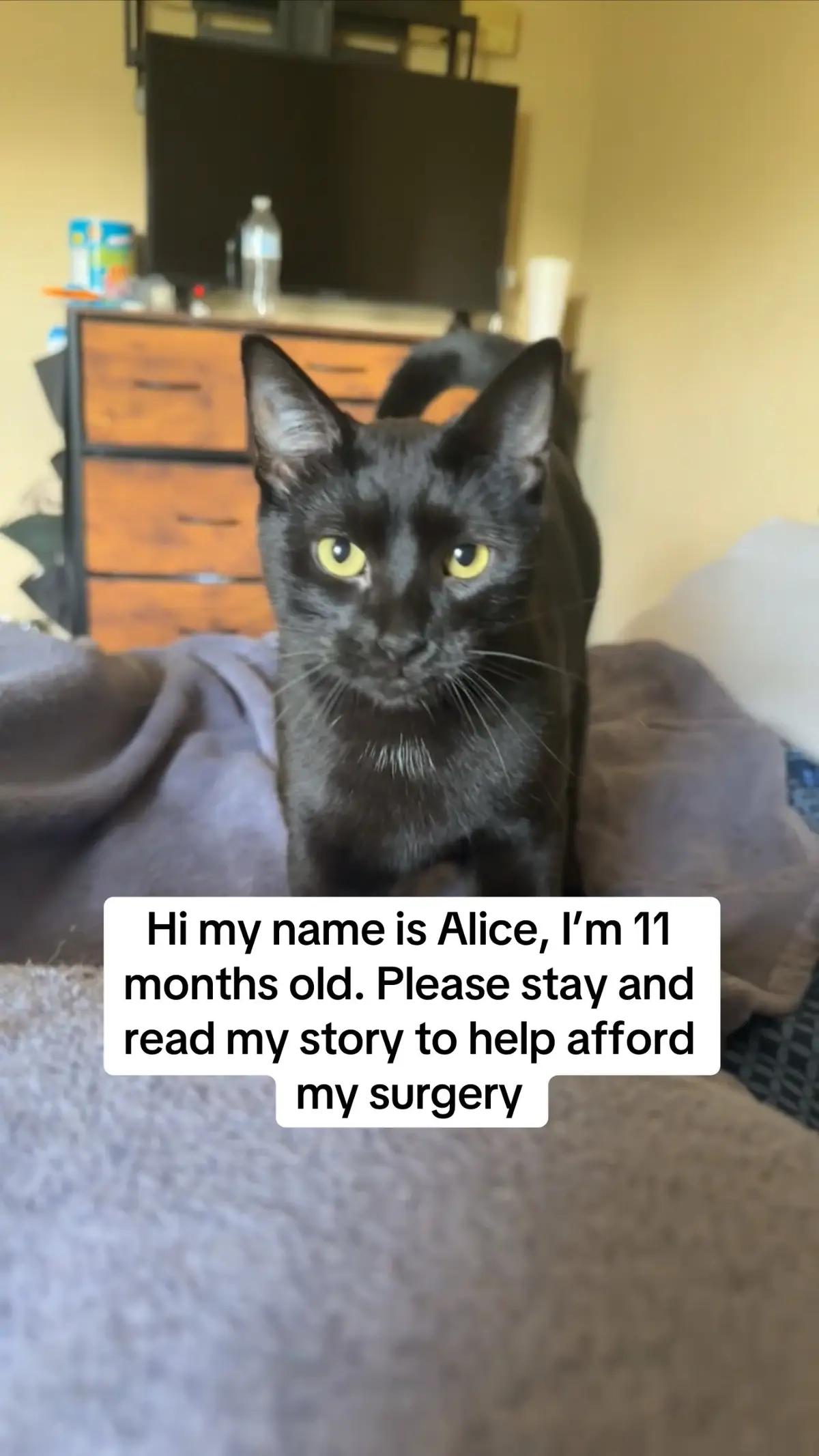 The name of my gofundme is the title and the link is in my bio. We came home from vacation to find Alice in this condition of neglect with no explanations as to what happened. A police report and investigation has been filed but I’m still paying out of pocket until everything is sorted. All I’m asking is to share, repost, like and comment to get Alice’s story heard. Thank you for taking the time to read. Anything is appreciated <3 #neglect #rover #cat #gofundme #foryoupage #help #surgery 