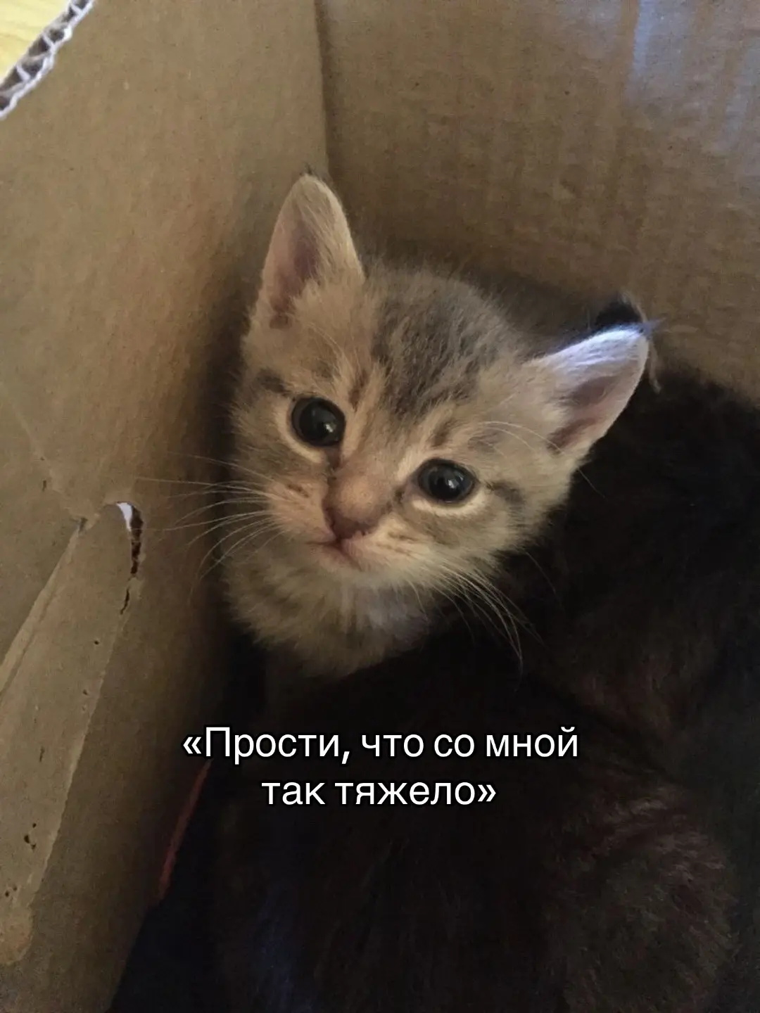 #Love #люблю #в #lyrics #on #котики #fyp 